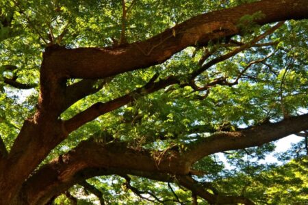 Evaluación de árboles